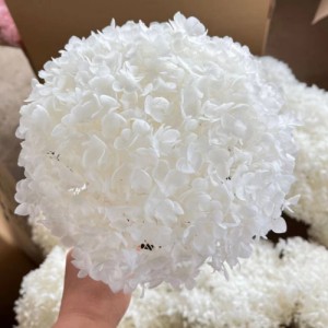 small leaf HYDRANGEAS are available for pre-order
