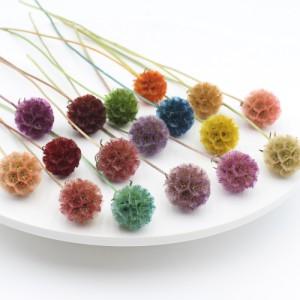 2024 new arrival of stabilized scabiosa