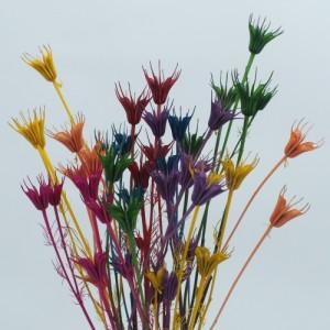 Exclusive Sale for amazing nigella Orientalis