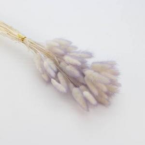 Dried Bunny Tails Blue-Purple