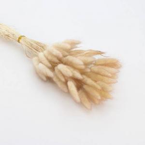 Dried Bunny Tails Champagne
