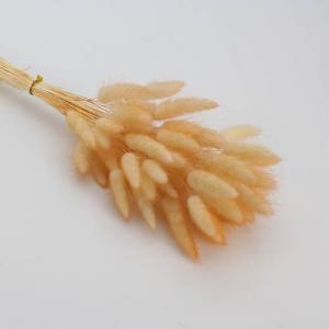 Dried Bunny Tails Orange
