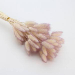 Dried Bunny Tails Purple