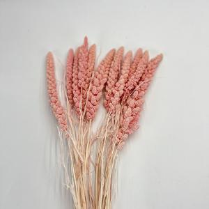 Dried Flower Setaria Pale Pink