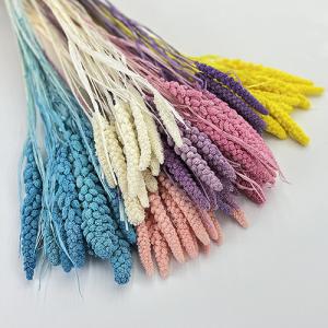 Dried Flower Setaria