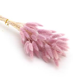 Dried Laragus -dark pink color