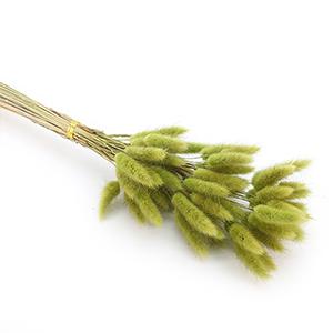 Dried Laragus -green color