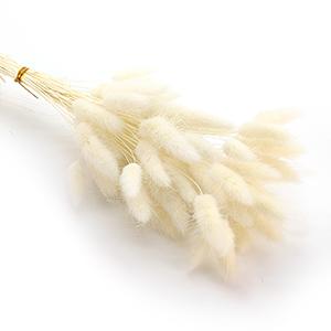 Dried Laragus -white color