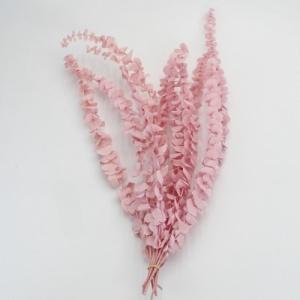 Eucalyptus Baby Blue pink