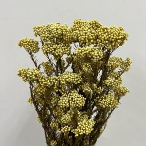 Ozothamnus rosmarinifolius