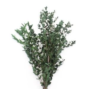 Preserved Eucalyptus Parvifolia Green