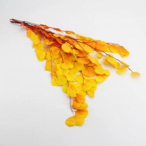 Preserved Eucalyptus Populus Autumn-Scenery