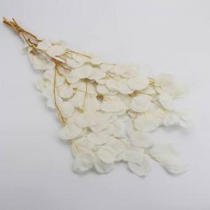 Preserved Eucalyptus Populus White