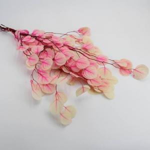 Preserved Eucalyptus Populus pink