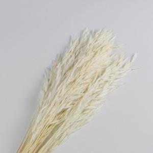 avena white