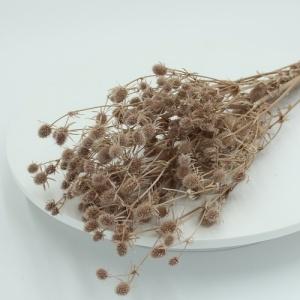 bleached sea holly brown