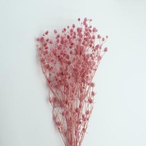 bleached sea holly pink