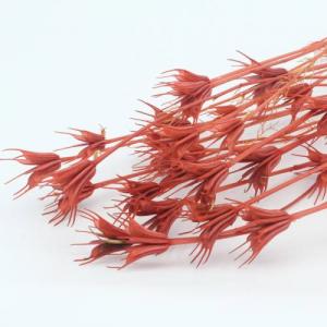 Dried Nigella Orientalis -orange