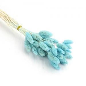 dry phalaris blue color