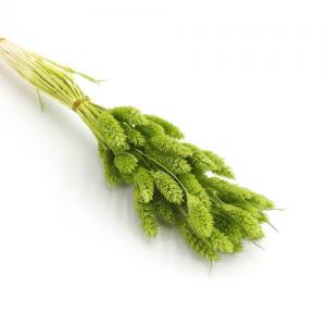 dry phalaris green