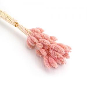 dry phalaris pale pink