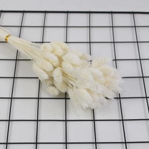 dry phalaris white