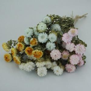 helichrysum bleached