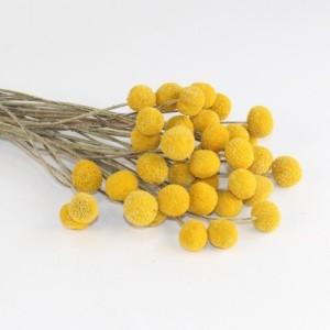 natural dried craspedia