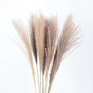 natural dried mischanthus