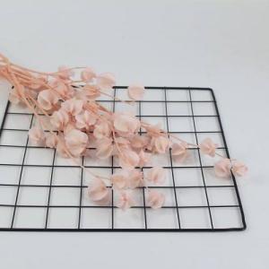 preserved Chinese Lanterns