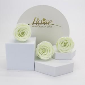 preserved rose green