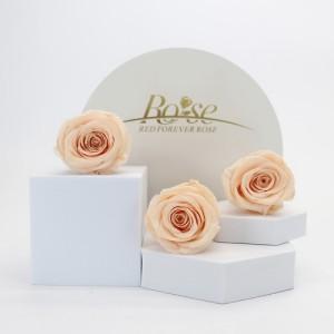 preserved rose peach