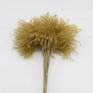 reed canary grass natural