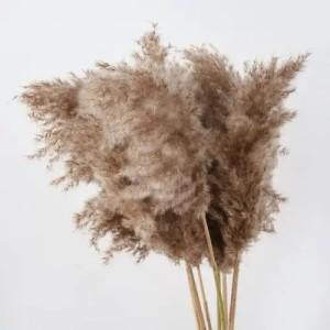 reed small natural
